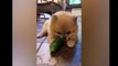 CATS vs CUCUMBERS Compilation  _ Funny dogs and cats videos _ Time for Funny Animals _ Cute Pets