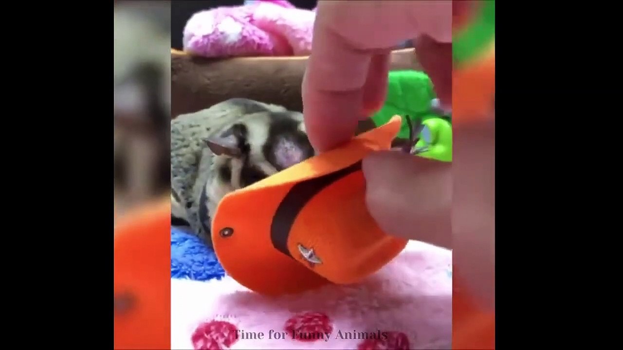 Cute Sugar Gliders Flying Eating and Playing _ Funny and Cute animal videos- Time for Funny Animals