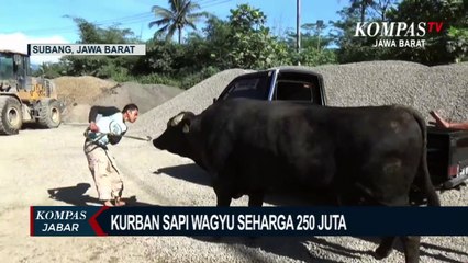 Keluarga di Subang Kurban Sapi Wagyu Senilai Ratusan Juta