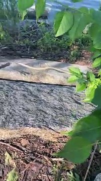 Roller Skater Rescues Tiny Turtle