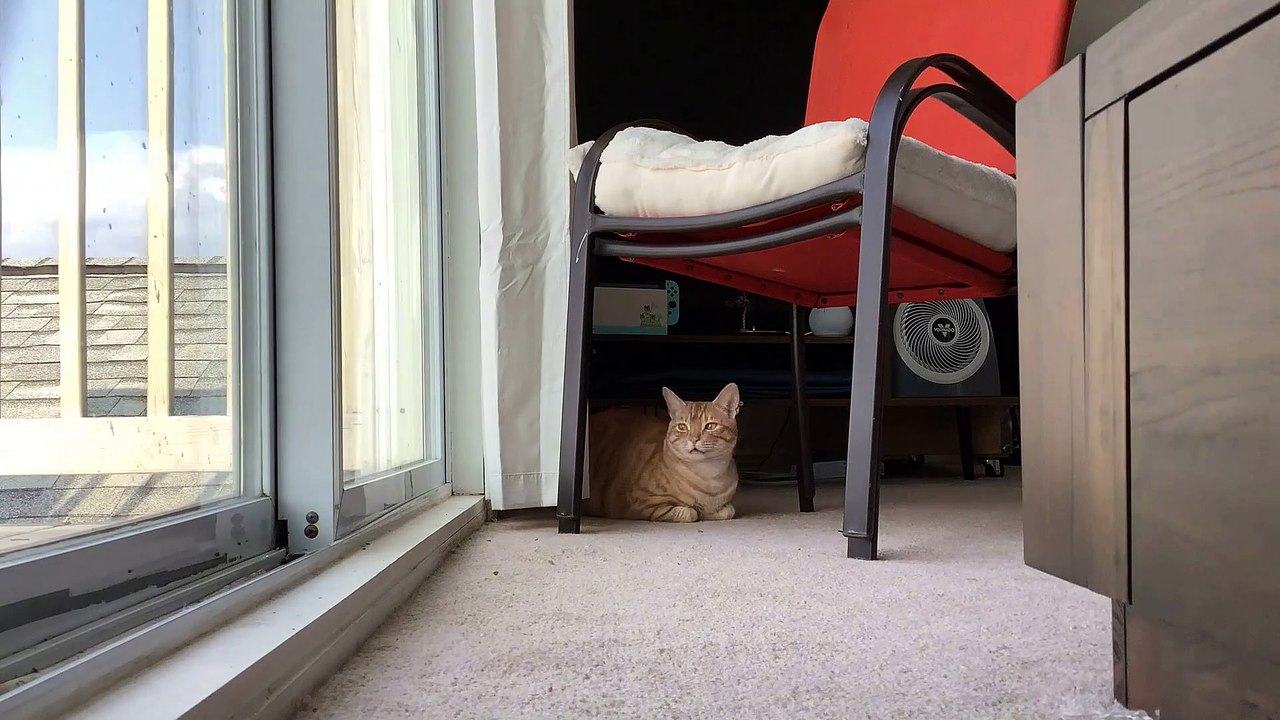 Orange Cat Watches Birds For Nine Hours video Dailymotion