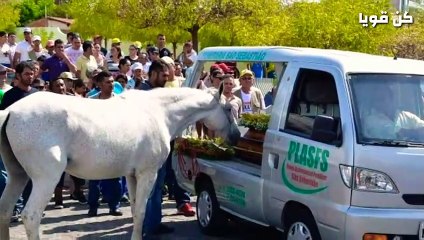 7مشاهد للخيل ستجعلك تبكي رغما عنك   أين الوفاء يا بني البشر؟