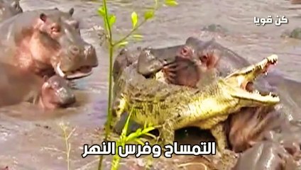 13حيوان يكرهون بعضهم البعض مشاهد لا تصدق ؟!!