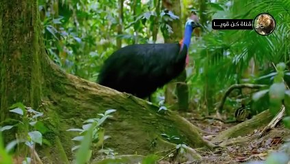 أخطر طيور العالم لن تصدق مدي خطورتها؟!!