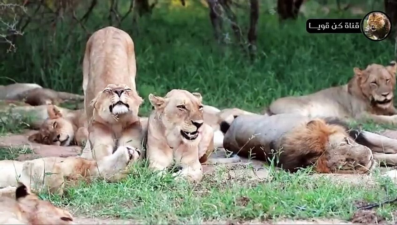 أسد جائع يصطاد حيوان النو في ثوان معدودة مشهد يحبس الأنفاس  عالم الحيوانات المفترسة