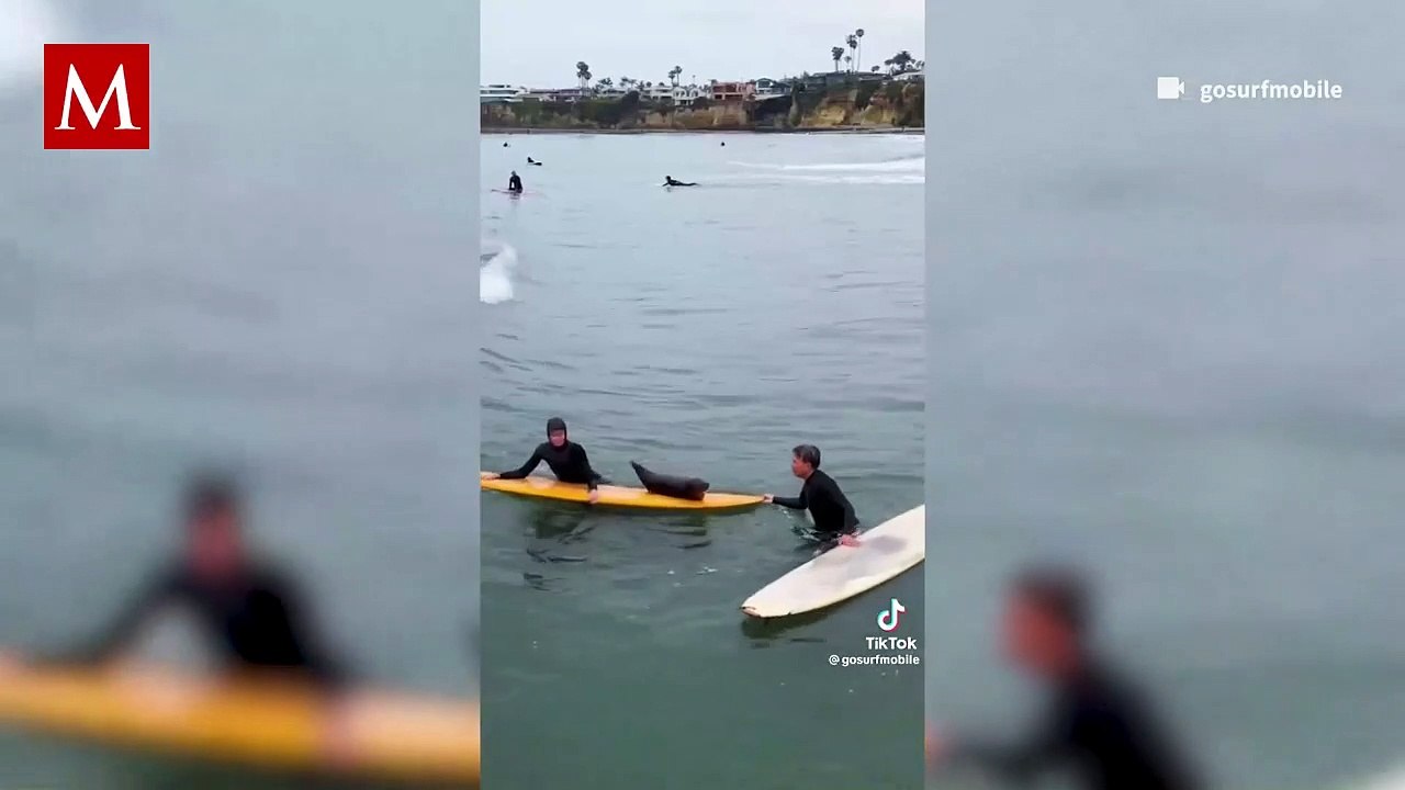 Una pequeña foca se volvió viral por su comportamiento "sociable" con surfistas