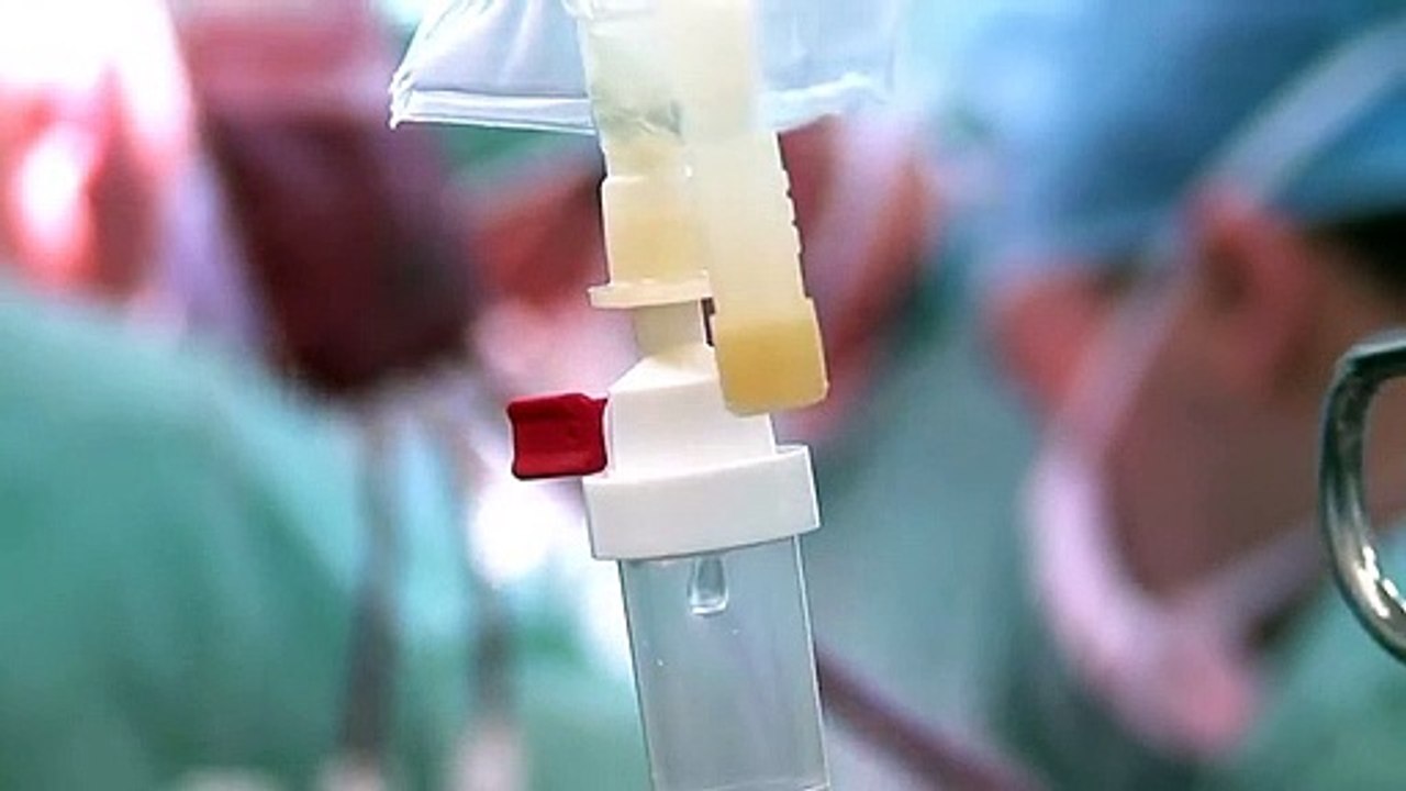 Warum Bleibt Dieser Hund Trotz Der Großen Wellen Auf Dem Felsen Zurück