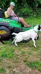 goat fun TikTok Funny Videos 2023  #funny #foryou #fyp #funny #funnyvideo #tiktok #tiktokvideo #prank