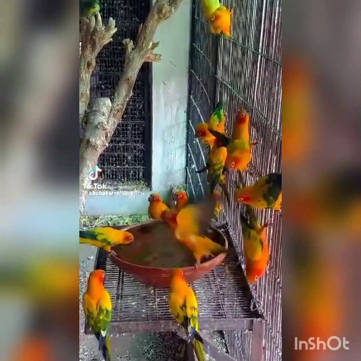 Sun conure parrots