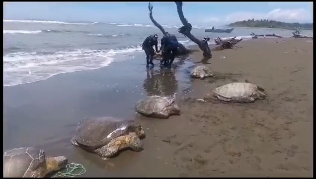 tn7-Policía rescata 10 tortugas verdes que iban a ser destazadas y detiene a seis sospechoso-040723