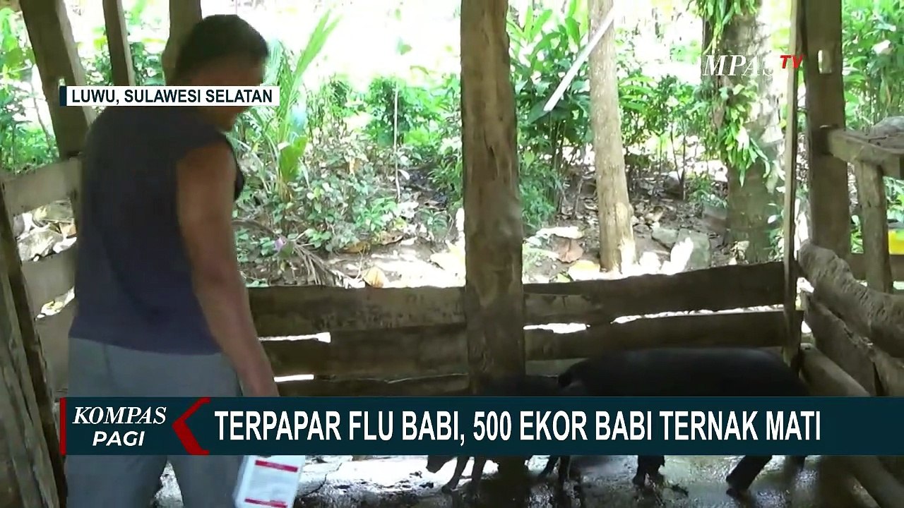 500 Ekor Ternak Babi di Kabupaten Luwu Mati Mendadak Akibat Serangan Virus Flu Babi