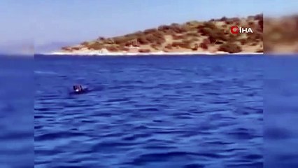 Des cochons nageant au large de Bodrum ont surpris les vacanciers