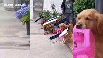 Yaşlı kadına yardım eden köpeğin görüntüleri yürekleri ısıttı