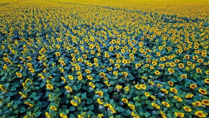 Boost Productivity through Soothing Music