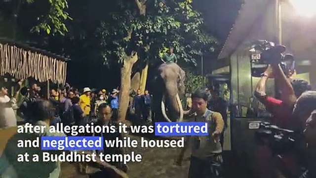 Neglected elephant returns home to Thailand after alleged abuse in Sri Lanka
