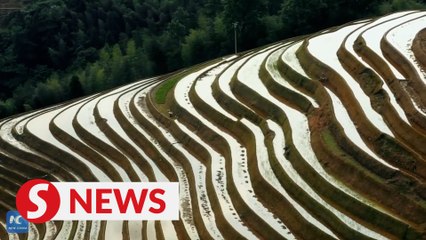 Longji rice terrace adorned with stunning mirror-like water reflections