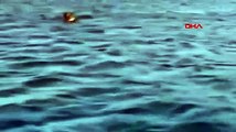 Bodrum'da denizde yüzen yaban domuzu kamerada
