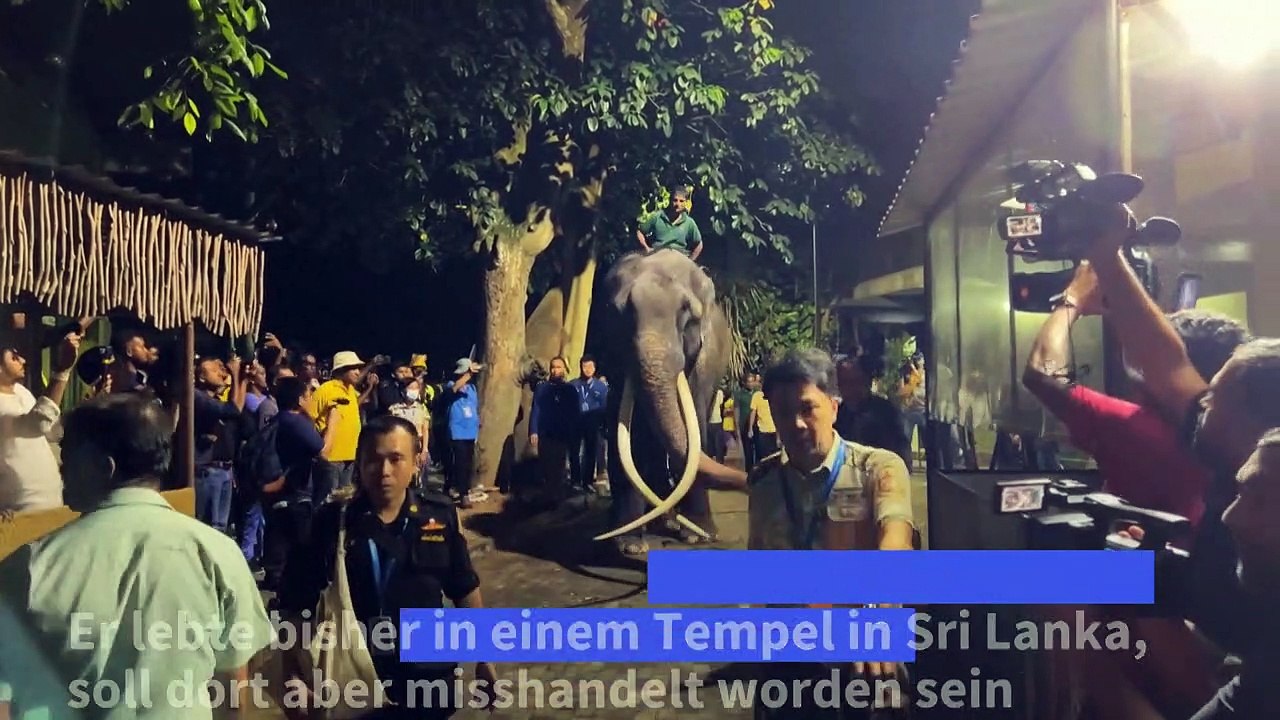 Misshandelter Elefant kehrt nach 22 Jahren nach Thailand zurück