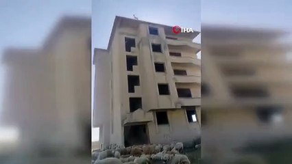Sürüden ayrılan keçi 6 katlı binanın çatısına çıktı