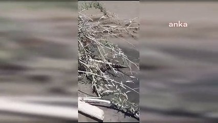 Afşin-Elbistan Termik Santrali'nden Hurman Çayı'na kimyasal sızıntı