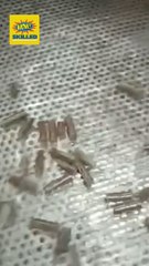 Wood Pellets Made in Pakistan