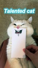 Talented cat 2