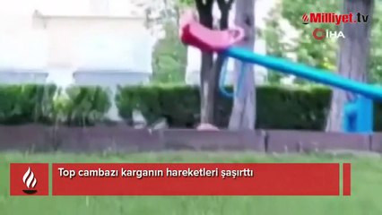 Top cambazı karganın hareketleri şaşırttı