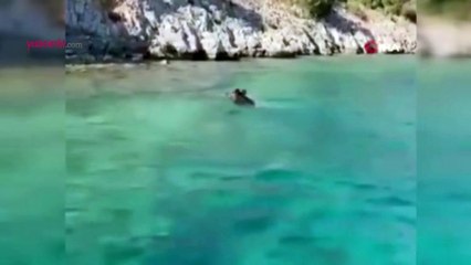 Bodrum'da yüzen domuz görenleri şaşırttı! O anlar kayıt altına alındı