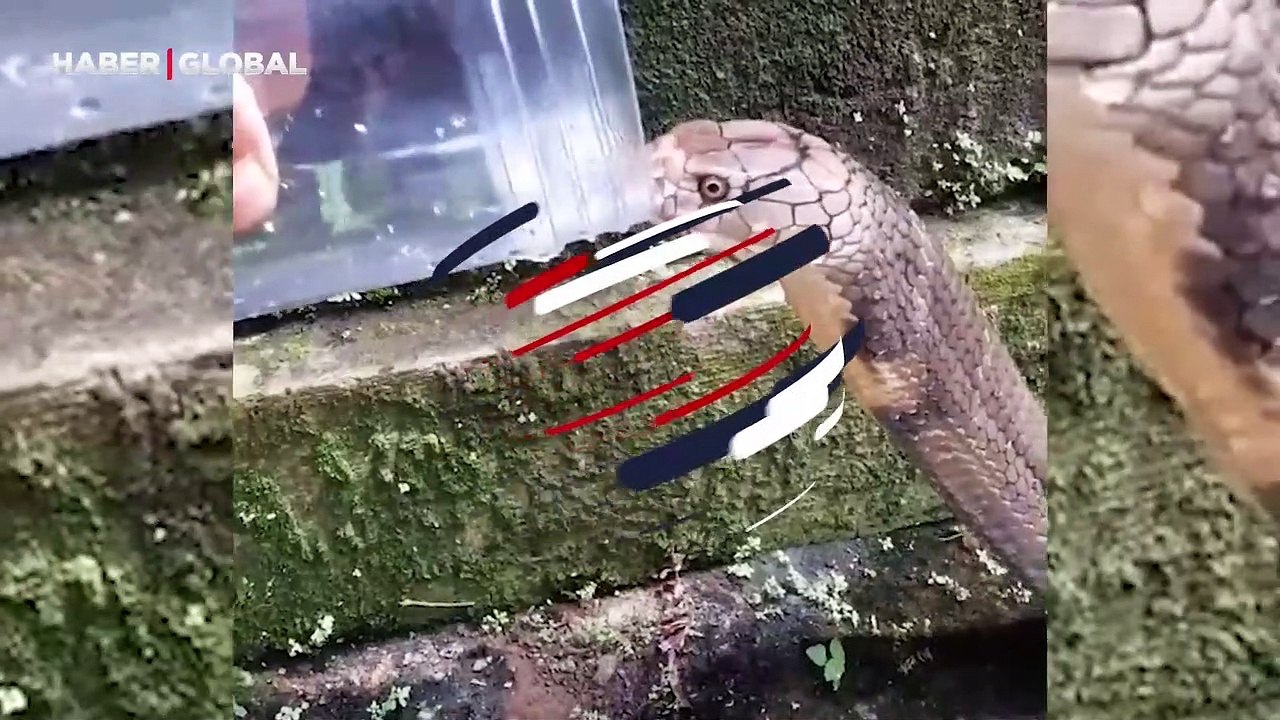 Susayan yılan adamın elinden kana kana su içti, o anlar gündem oldu