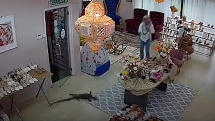 Rampaging monitor lizard wreaks havoc in shoe shop