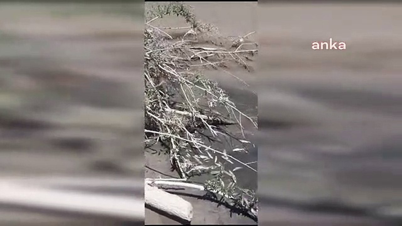 Fuite de produits chimiques de la centrale thermique d'Afşin-Elbistan vers le ruisseau Hurman