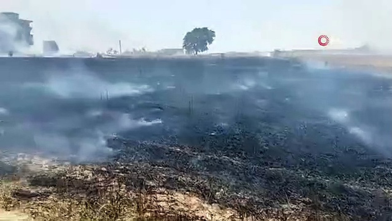 Champ de blé détruit