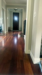 Cat Hides Kitten Under Fluff