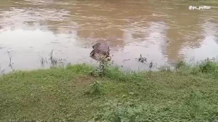 ಕಡಬ: ಬೃಹತ್ ಗಾತ್ರದ ಕಾಡುಕೋಣದ ಮೃತದೇಹ ನದಿಯಲ್ಲಿ ಪತ್ತೆ