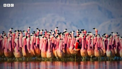 Prince William on his hopes for planet Earth   - The Earthshot Prize 2022 - BBC