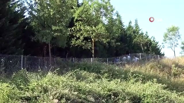 Tem Otoyolu'nun Kocaeli geçişinde yeşillik alanda çürümüş ceset bulundu