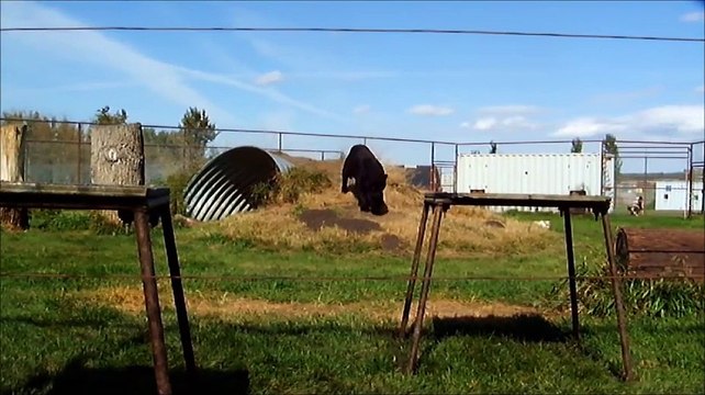 Voilà à quoi ressemble le rugissement d'une panthère noire de près... Impressionnant