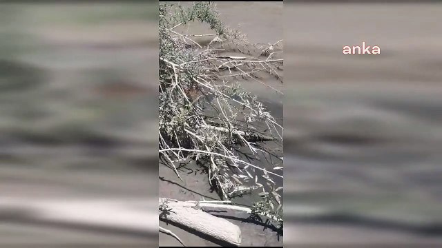 Ali Öztunç: 'Afşin-Elbistan Termik Santrali'nden kimyasal sızıntı yapılmış, çayda tüm canlılar bitmiş durumda'