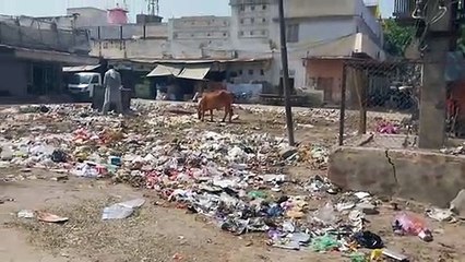 कागजों में सिमटा प्रतिबंध: एक साल बाद भी हालात जस के तस