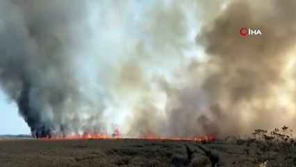 Incendie panique dans le champ de blé à Çatalca