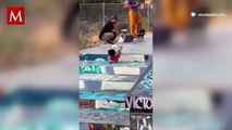 Perrito conquista a usuarios de TikTok con sus habilidades para el patinaje