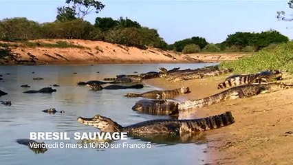 Un poisson escalade une cascade avec la bouche - ZAPPING SAUVAGE 19