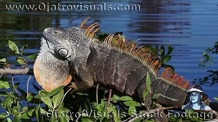 Green Iguanas Bask 02 Slow Motion
