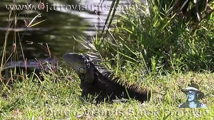 Green Iguanas Escape 01 Footage