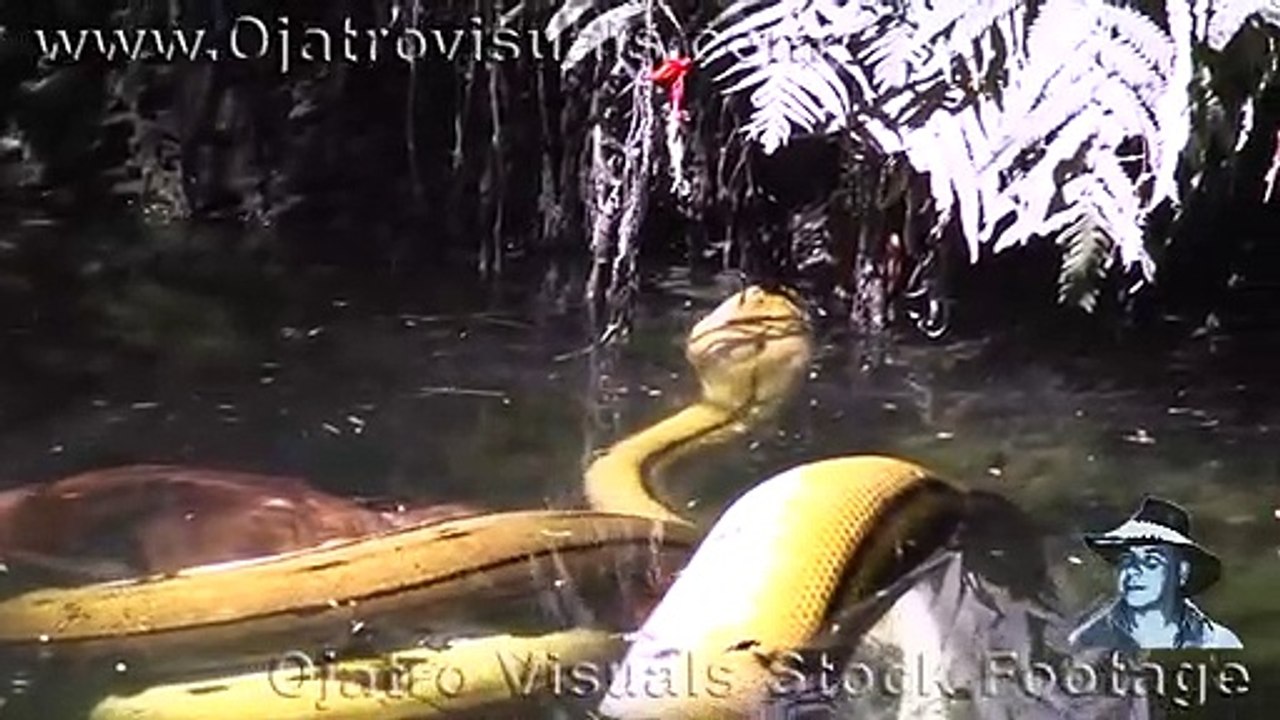 Python Eats Goat 03 Footage