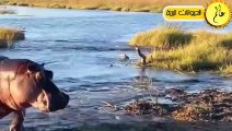 مدهش..حاولت الاسود الافريقية عبور النهر ولكن ما حدث أذهل الجميع!!مشهد لا يصدق عالم الحيوان