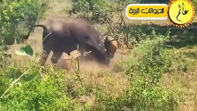 مدهش..صراع البقاء في عالم الحيوان!!مشهد لا يصدق الحياة البرية في عالم الحيوان