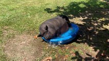 Pet Pig Cools Off In Tiny Pool