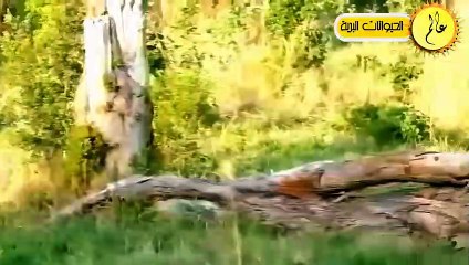 مدهش..شبل الفهد يحاول اصطياد غزالة مشهد لا يصدق  عالم الحيوان