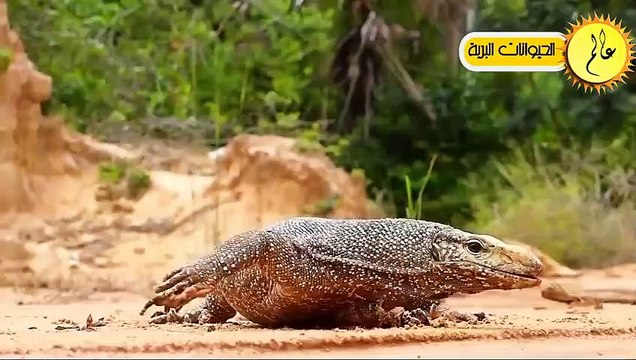 مدهش..عندما يغضب تنين الكومودو!! انظروا ماذا فعل بالافعى الحياة البرية في عالم الحيوان